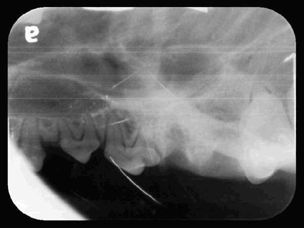 Yuki's Oral Cavity Radiographs