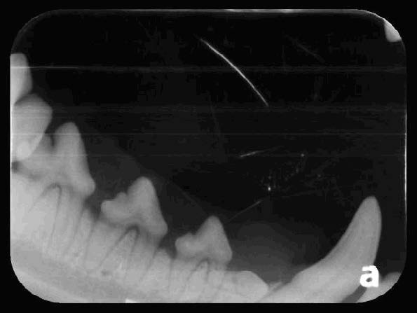 Yuki's Oral Cavity Radiographs