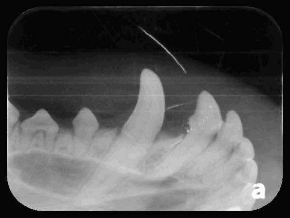 Yuki's Oral Cavity Radiographs