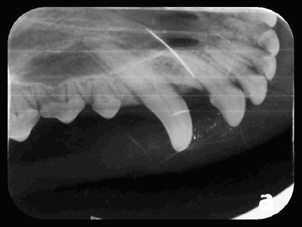 Yuki's Oral Cavity Radiographs