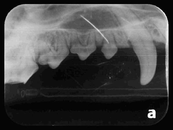 Yuki's Oral Cavity Radiographs