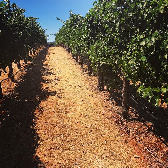 Getting ready!  Harvest if right around the corner... @brutocaocellars #mendocino #harvest2019 #2019harvest #vineyard #winecountry #grapevines #blissvineyard #hopland #findyourbliss