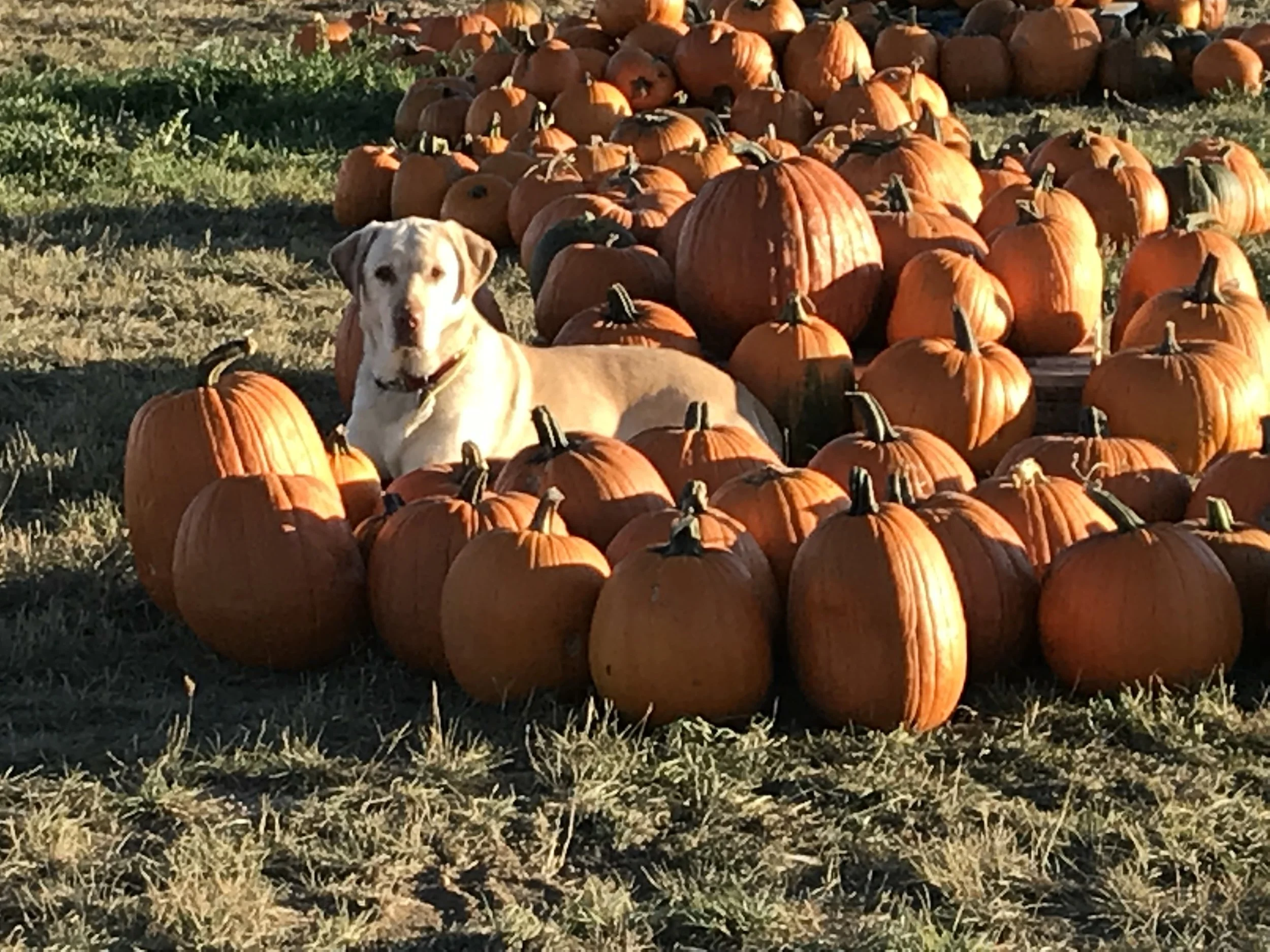 Episode 18: Pumpkins, Corn, Ghosts &amp; Ninjas!