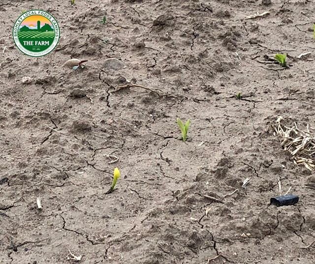 Happy Throwback Thursday! This photo from June was when our corn maze was much easier to solve. .
.
.
#historicfarm #bromleyfarm #localfoodcampus #edibleeconomy #localfarm #farming #historicbromleyfarm #brightoncolorado