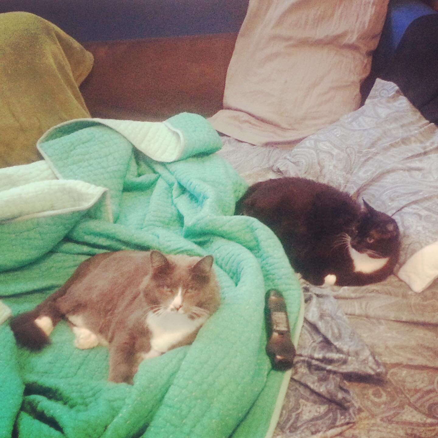Frenemy snuggle sesh, 8 years ago today - quick sketch of the inner tuxedo cat thinking #100daysofkittyandtuna  #catlover #catlife #catstagram #catsofinstagram #tuxedocatsofinstagram #catart