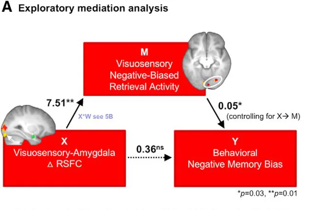 Kark and Kensinger (2019) found that negative memory bias may be more likely when connections between amygdala and sensory regions are strong
