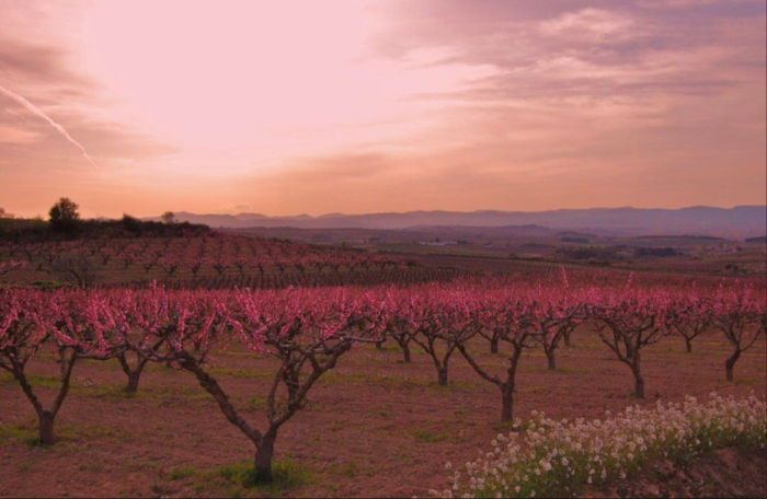 (Wiki Commons, Winery in Subirats, by Maria Rosa Ferré/CC BY)