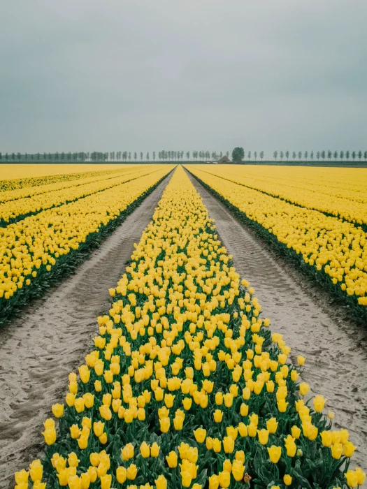 marit-gijsberts-1572259-unsplash-1.jpg
