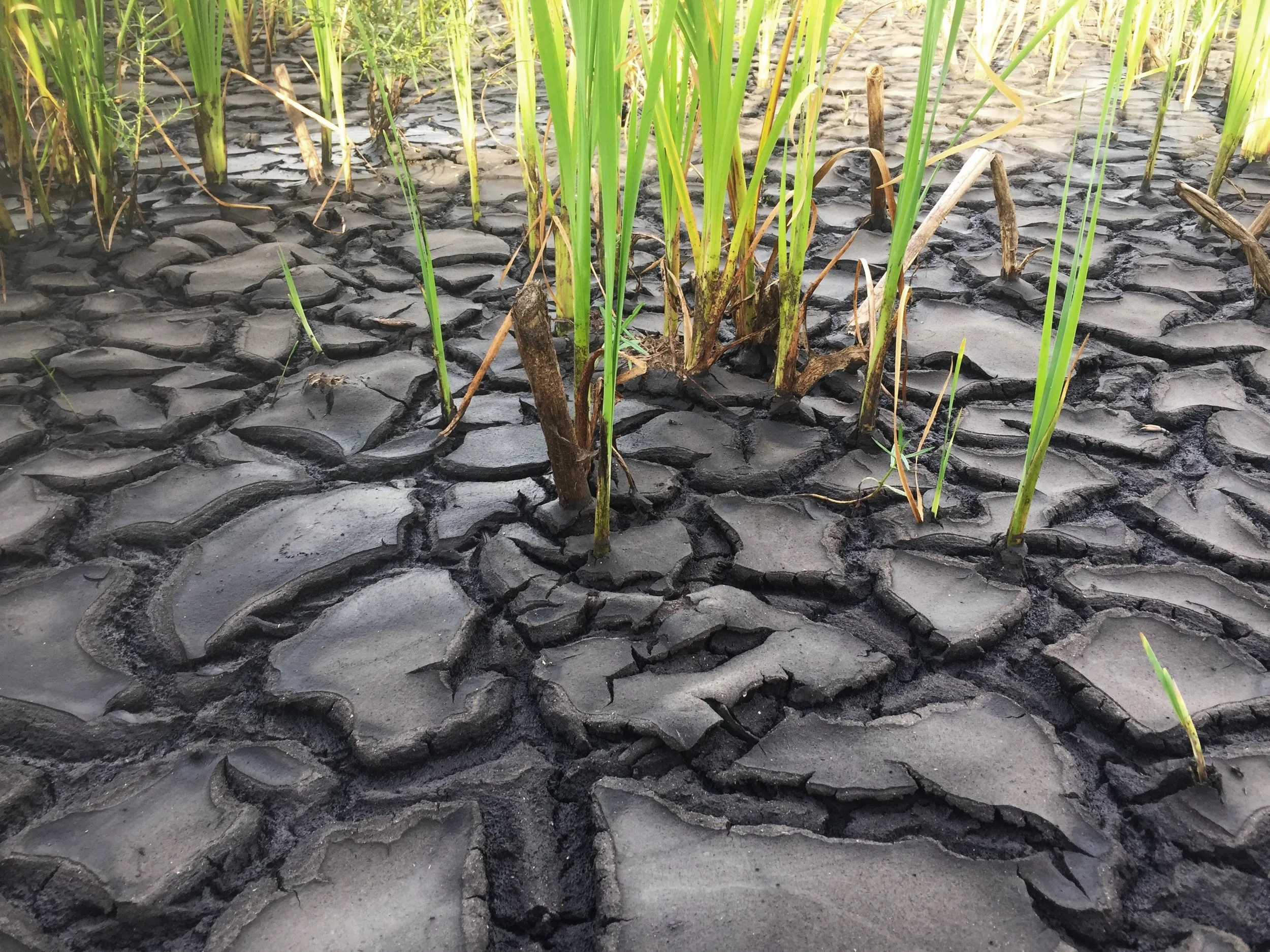Drying Out Wetlands is accomplished naturally with plant roots here in this constructed wetland.jpg