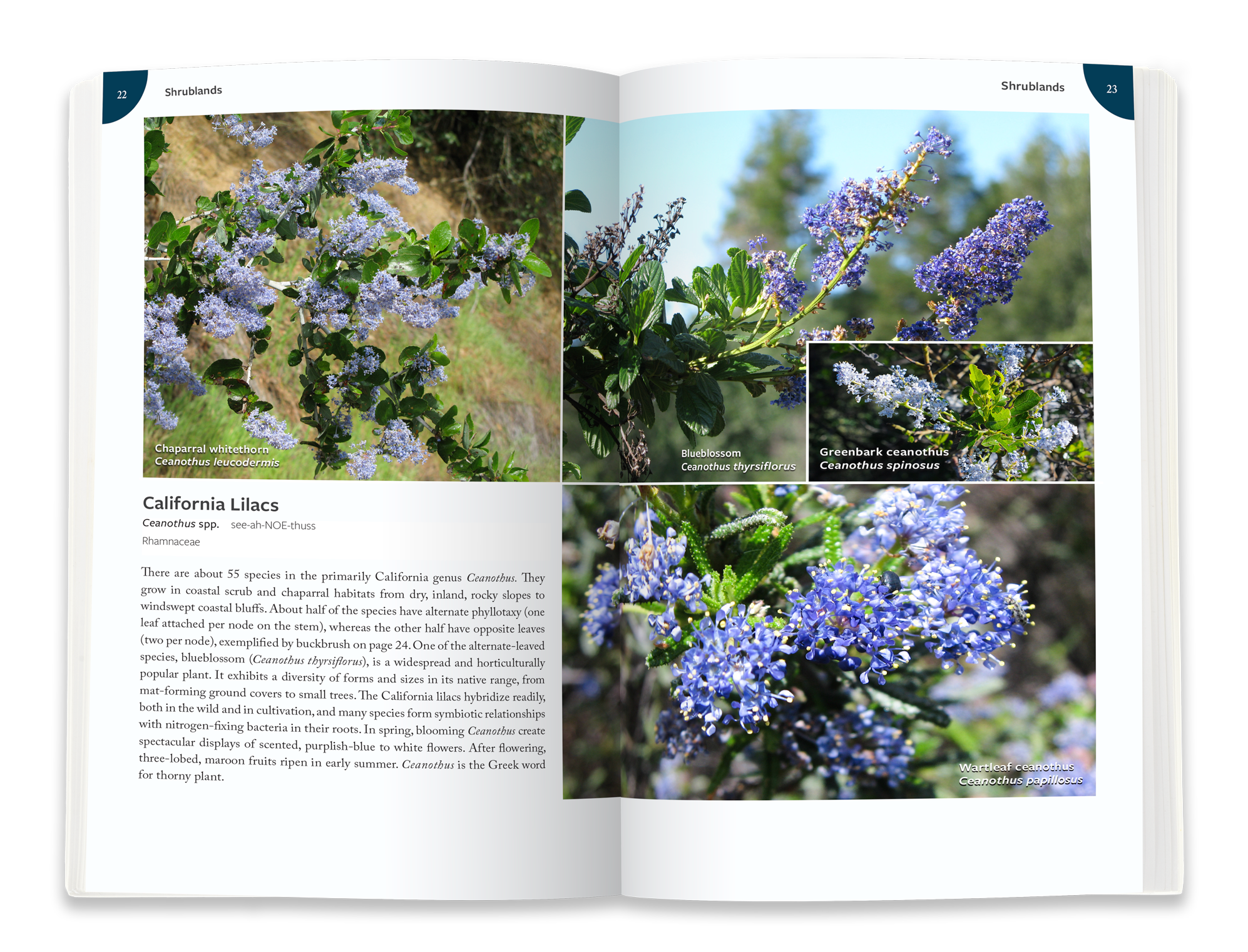ca-lilac.png