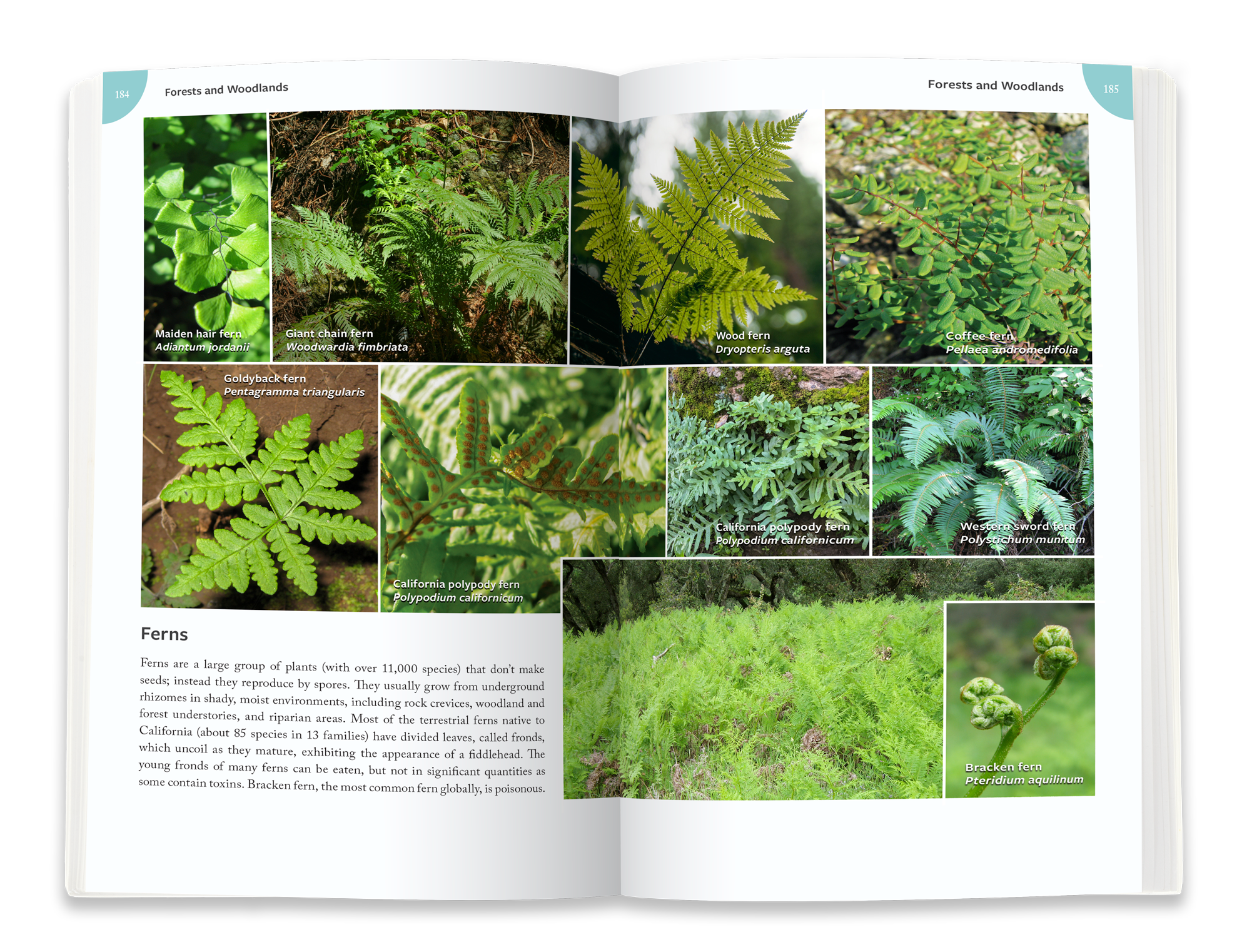ferns.png