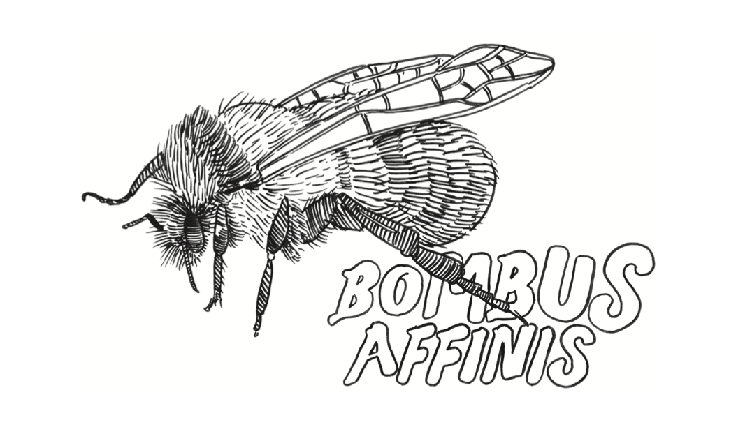 Crime Pays But Art Doesn't Bombus Affinis.png