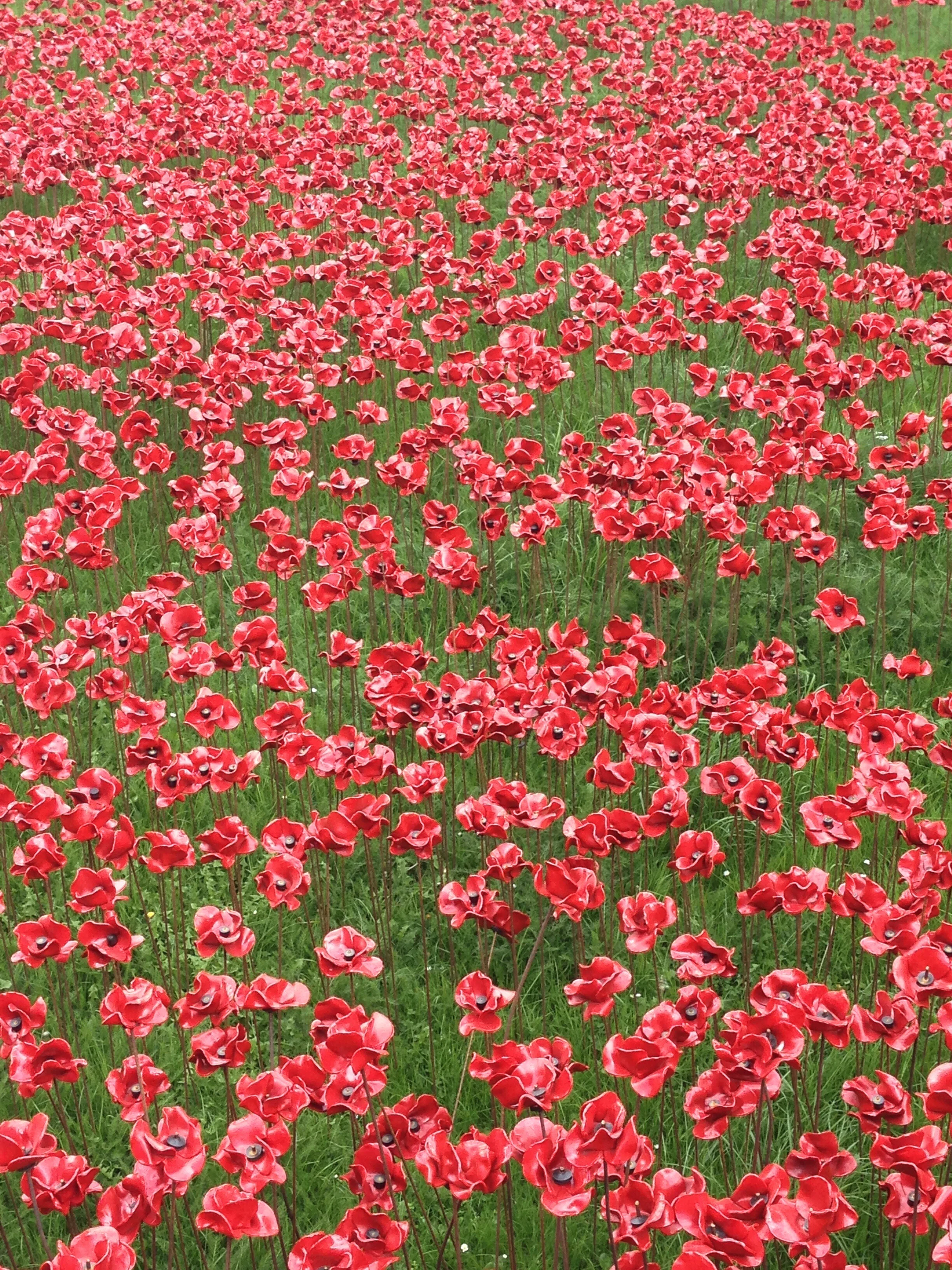 Poppies at The Tower of London.JPG