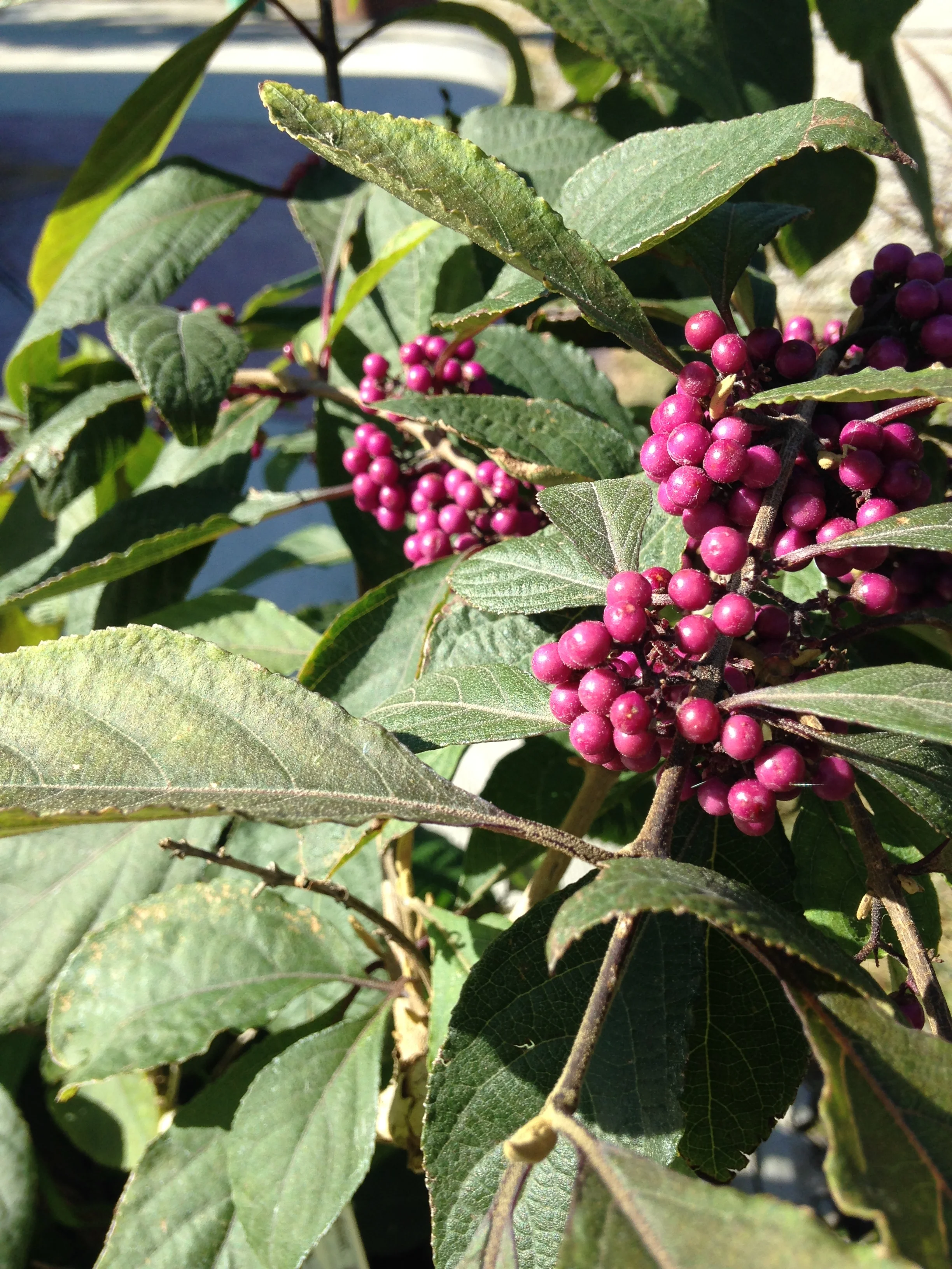 IMG_6036.JPG