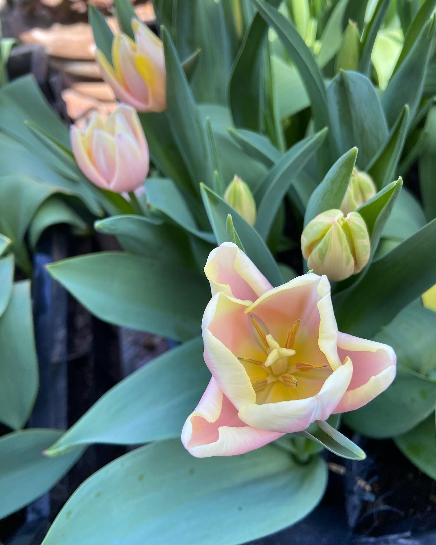 Mango charm tulips! These ones have certainly been an early variety. I wasn&rsquo;t expecting to see their leaves poking out in the middle of January- so I took care to get them into the greenhouse, I&rsquo;ve been wanting to see how long it takes to