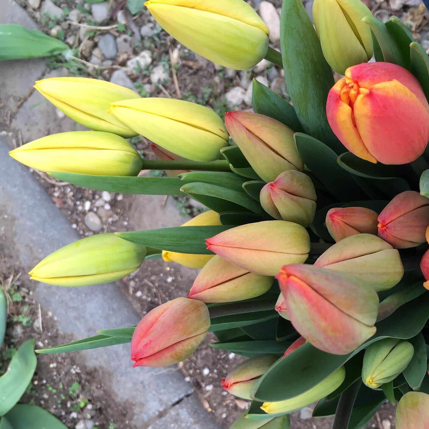 GIVE-AWAY! I want to share the excitement of Spring with you! I have a small crop of tulips and daffodils that are getting ready to show off their beautiful faces so for April I&rsquo;m giving away an ENTIRE BUCKET of these blooms! 🌷

Entering is re