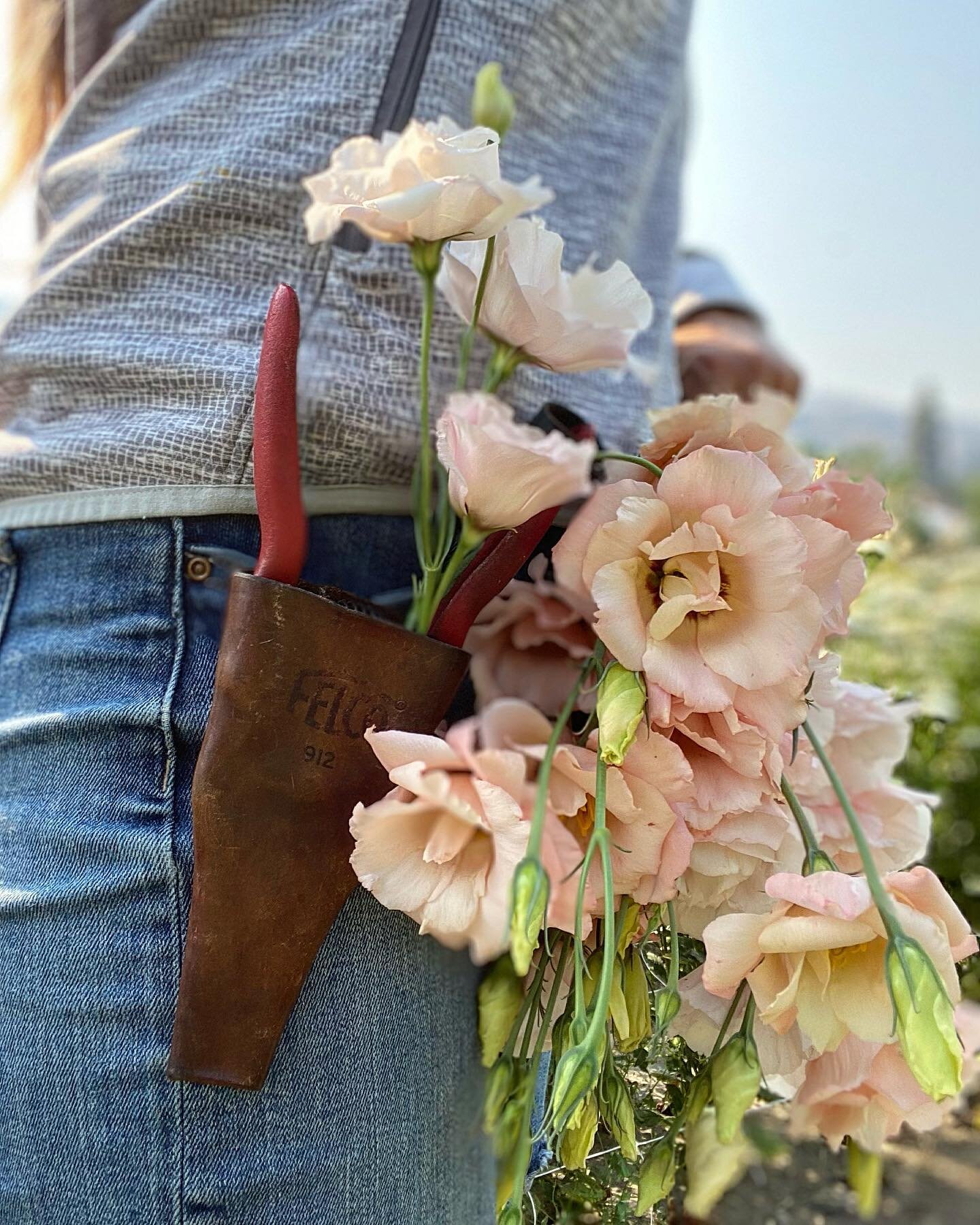 This is my Lisianthus appreciation/rant. These flowers are absolutely gorgeous! I love them dearly- they are tough, last forever, will open in the vase, come in the most special colours, looks like the demure sister of the rose&hellip;.. and yet- sil