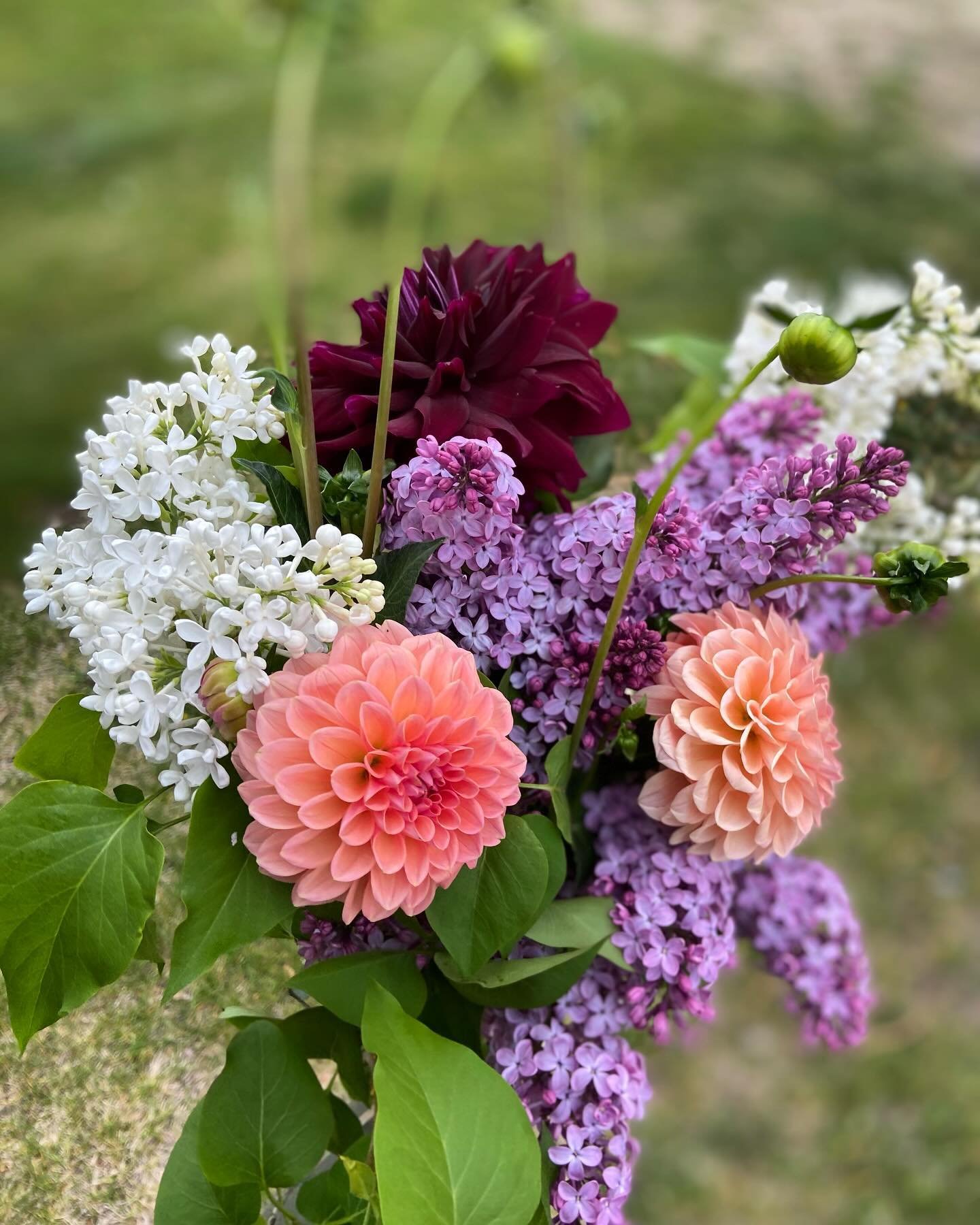 I&rsquo;m spoiled! When would you ever see this combination- anywhere?! Lilacs aren&rsquo;t a good florist flower and they bloom April May, the opposite time from dahlias in August September. Sure is beautiful though!