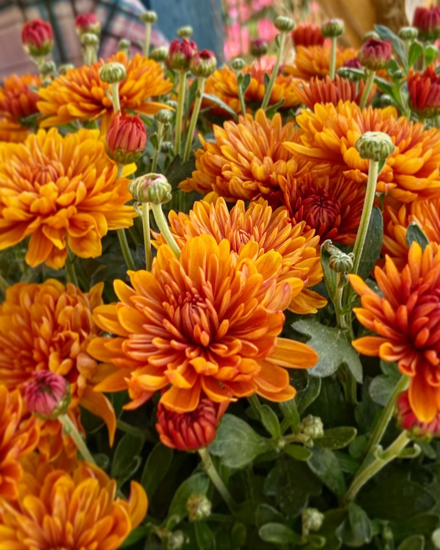 POP UP!! Today, Monday, from 5-6:30pm find fresh Storybook bouquets and @riverside.garden.centre.ca fall chrysanthemum across from nofrills. We have so many gorgeous flowers this season and it&rsquo;s been difficult to navigate construction along our