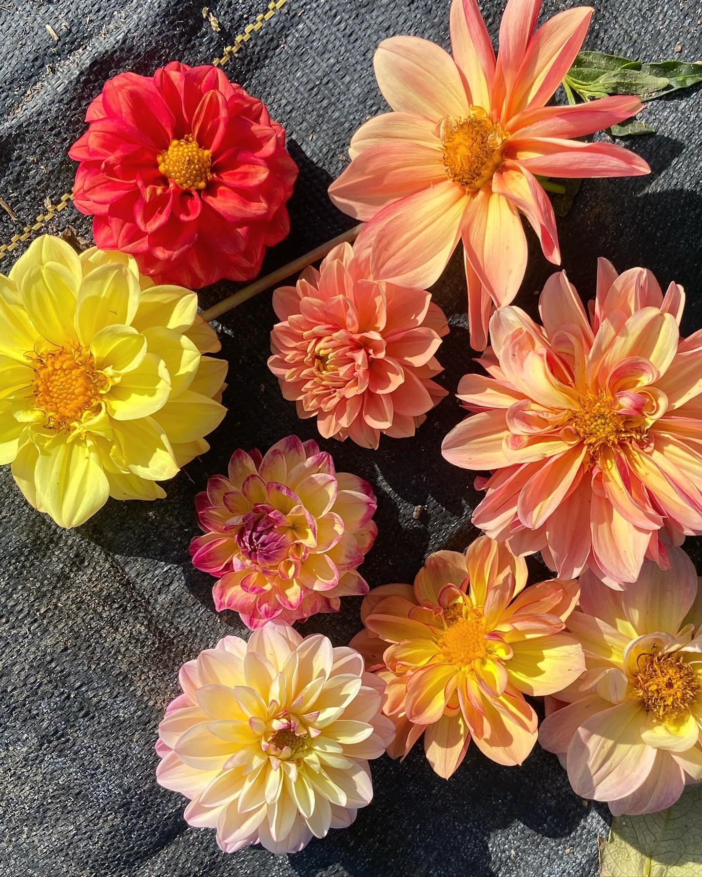Happy Thanksgiving! I am most grateful for my mom&rsquo;s help yesterday getting all my dahlias labeled. It&rsquo;s a huge relief- let the frost dare to come! (Sneak peak of my eight original dahlias breeds that are under development, just for fun.) 