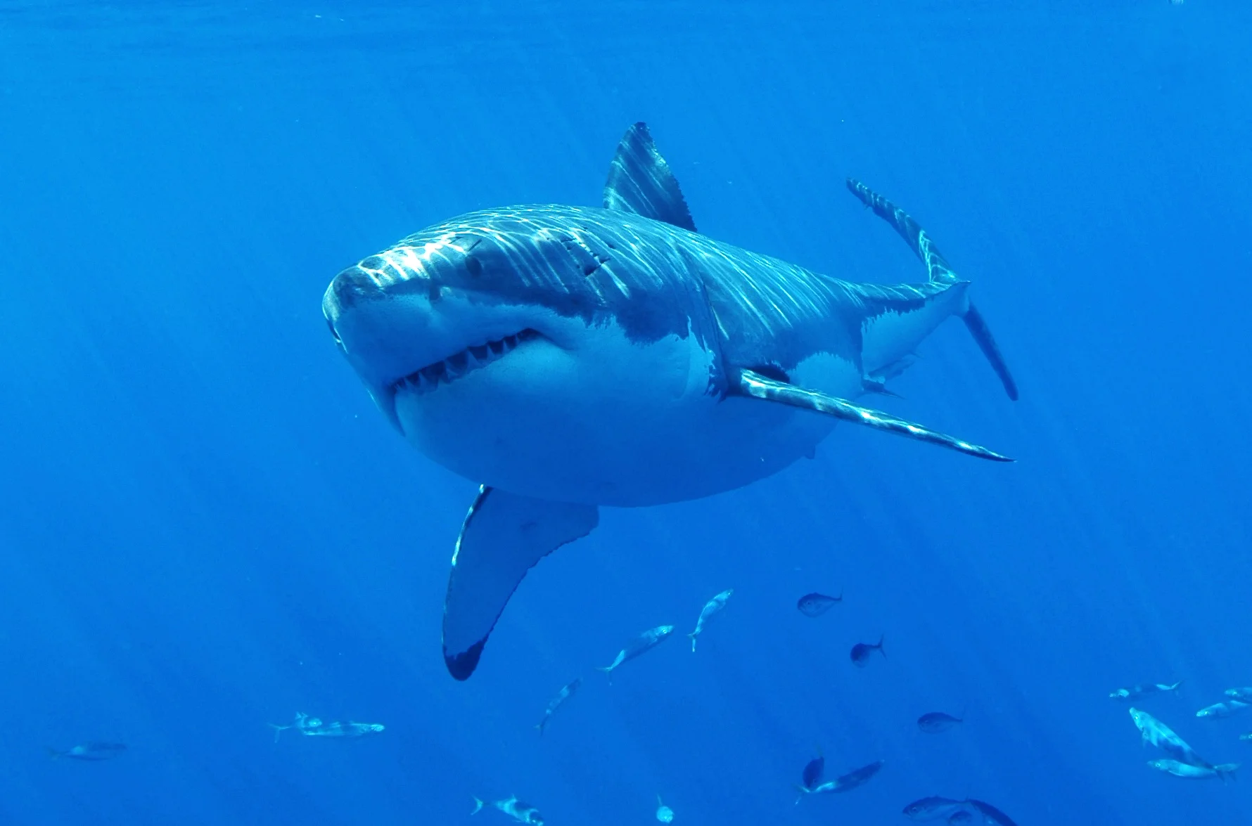 GreatWhite.jpg