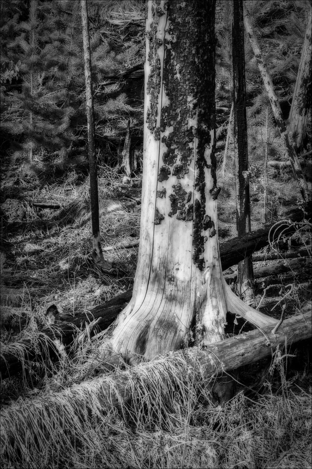 © 2018 Jo Brown