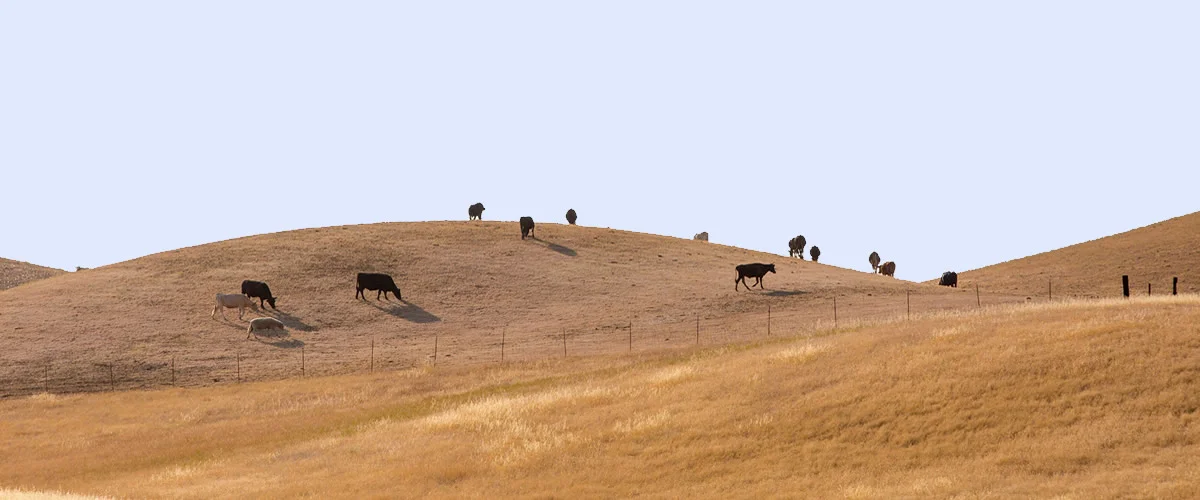 farming-capay-valley.jpg