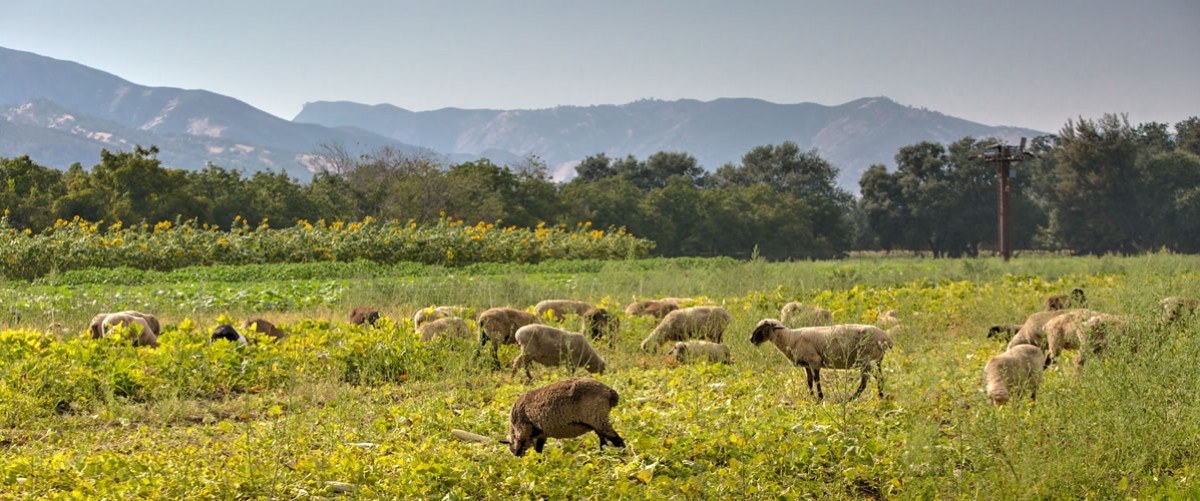 Esparto Regional Chamber of Commerce