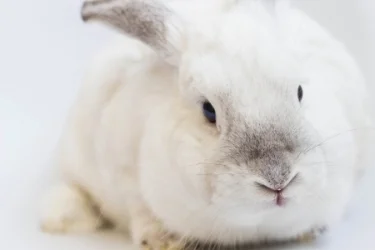 Rabbit Haven