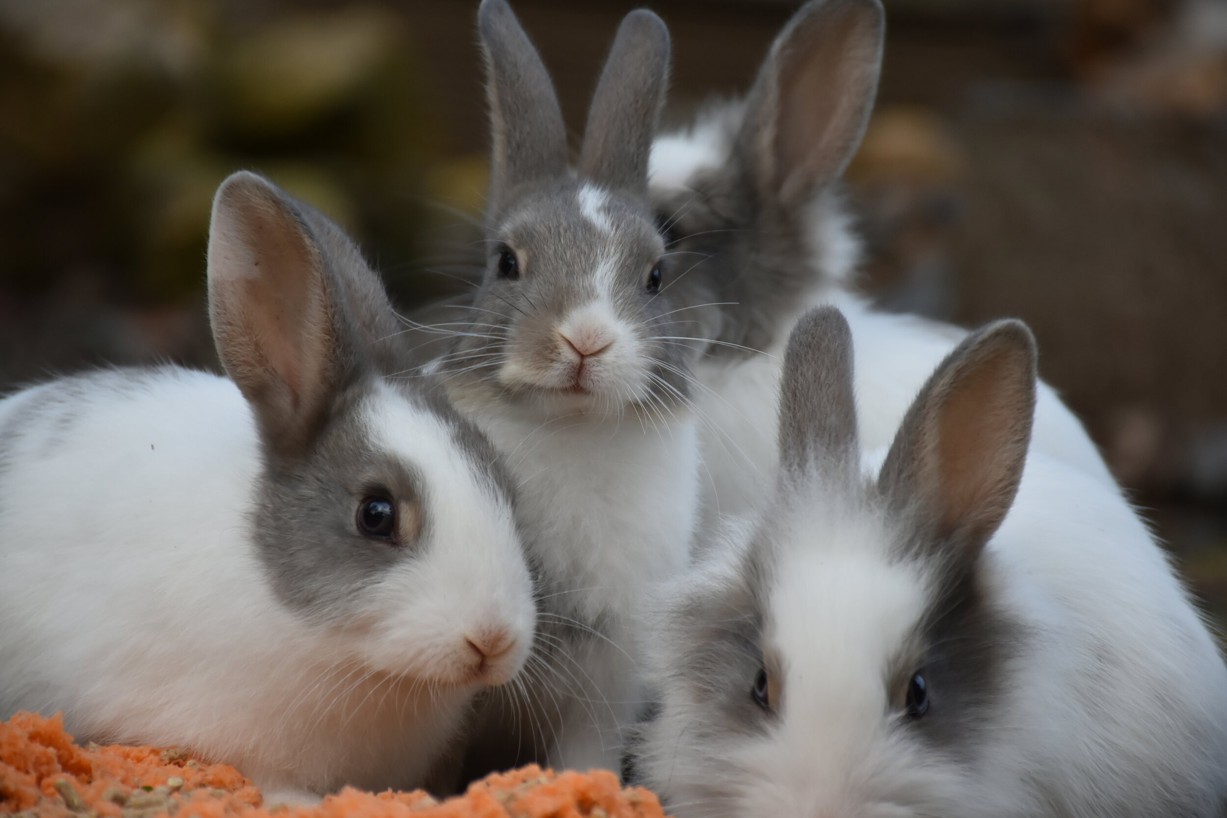 wild bunny rescue near me