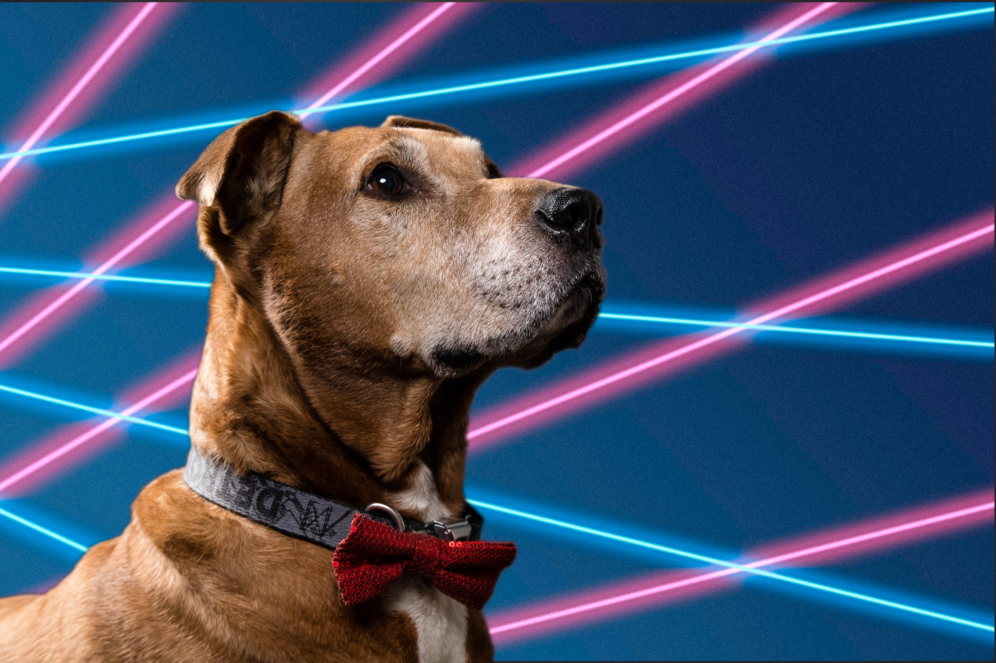 brown pitbull with laser beam background