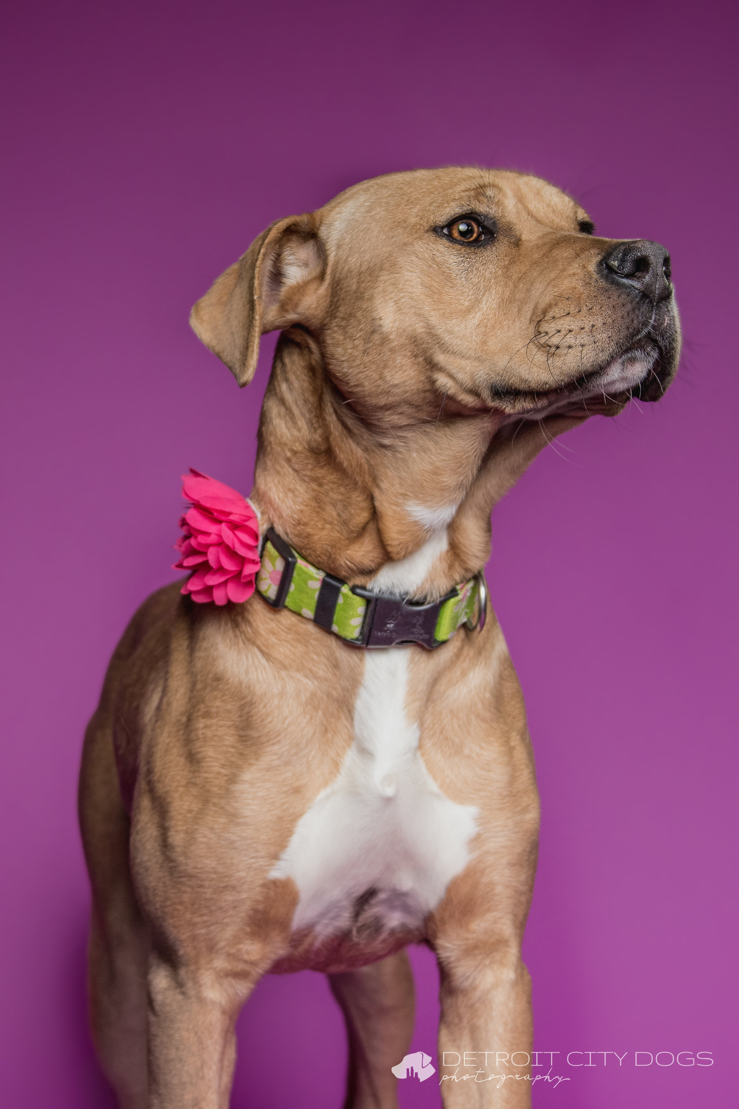 Yellow Lab Pit with Pink Purple Background