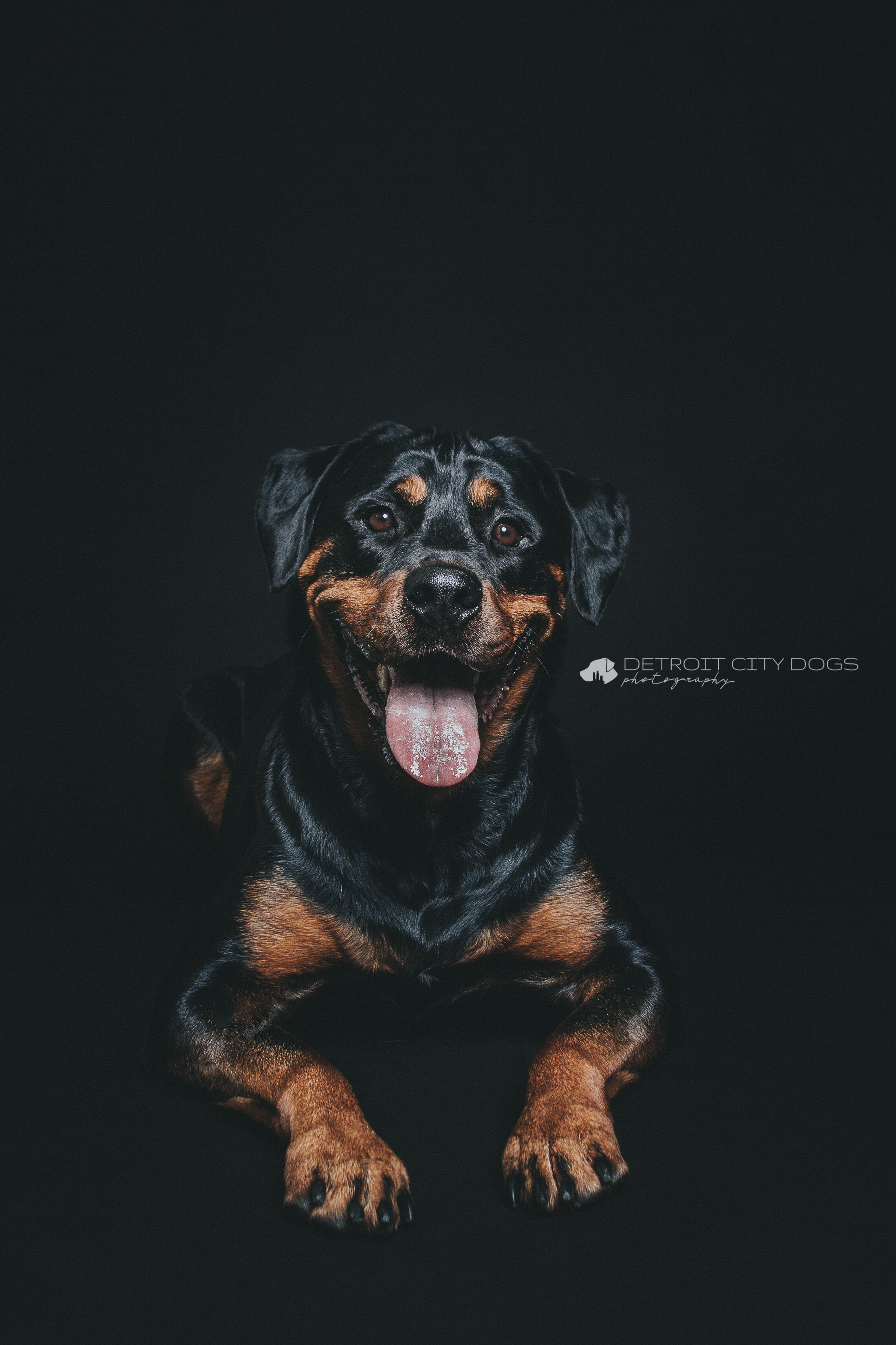 Laying Rottweiler with black baground