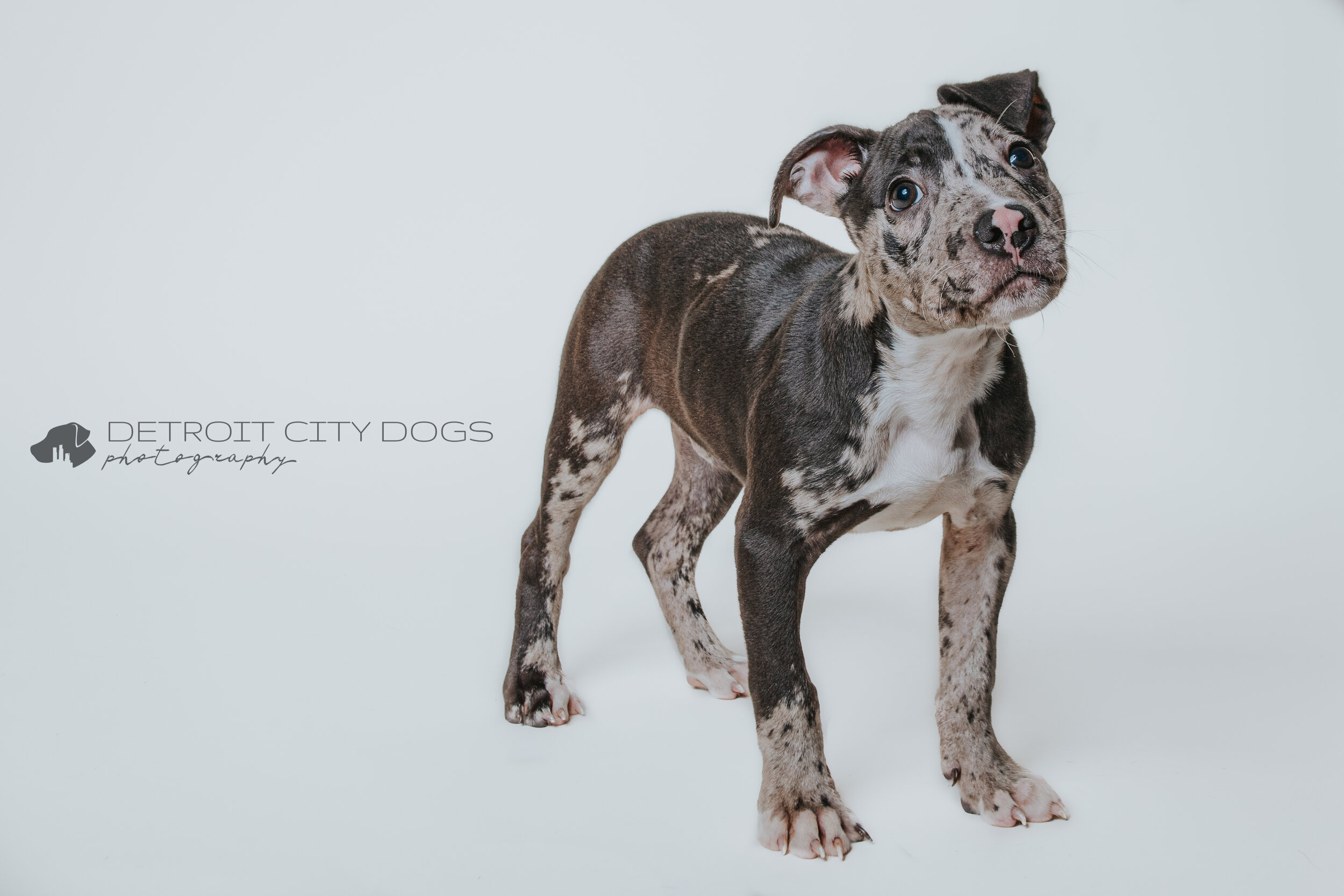 Merle Pitbull Puppy with white background