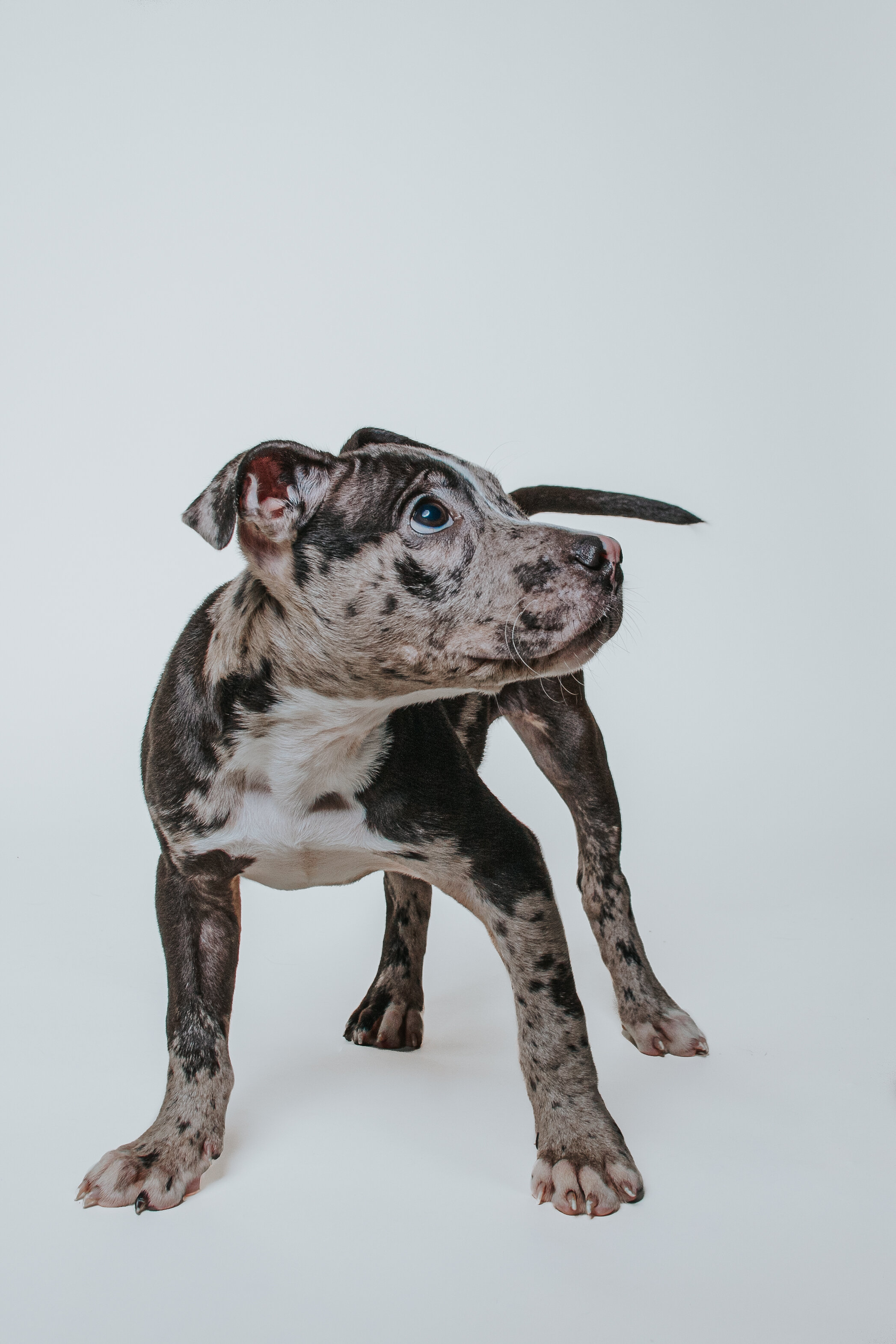 Merle PIt Bull Puppy with white background