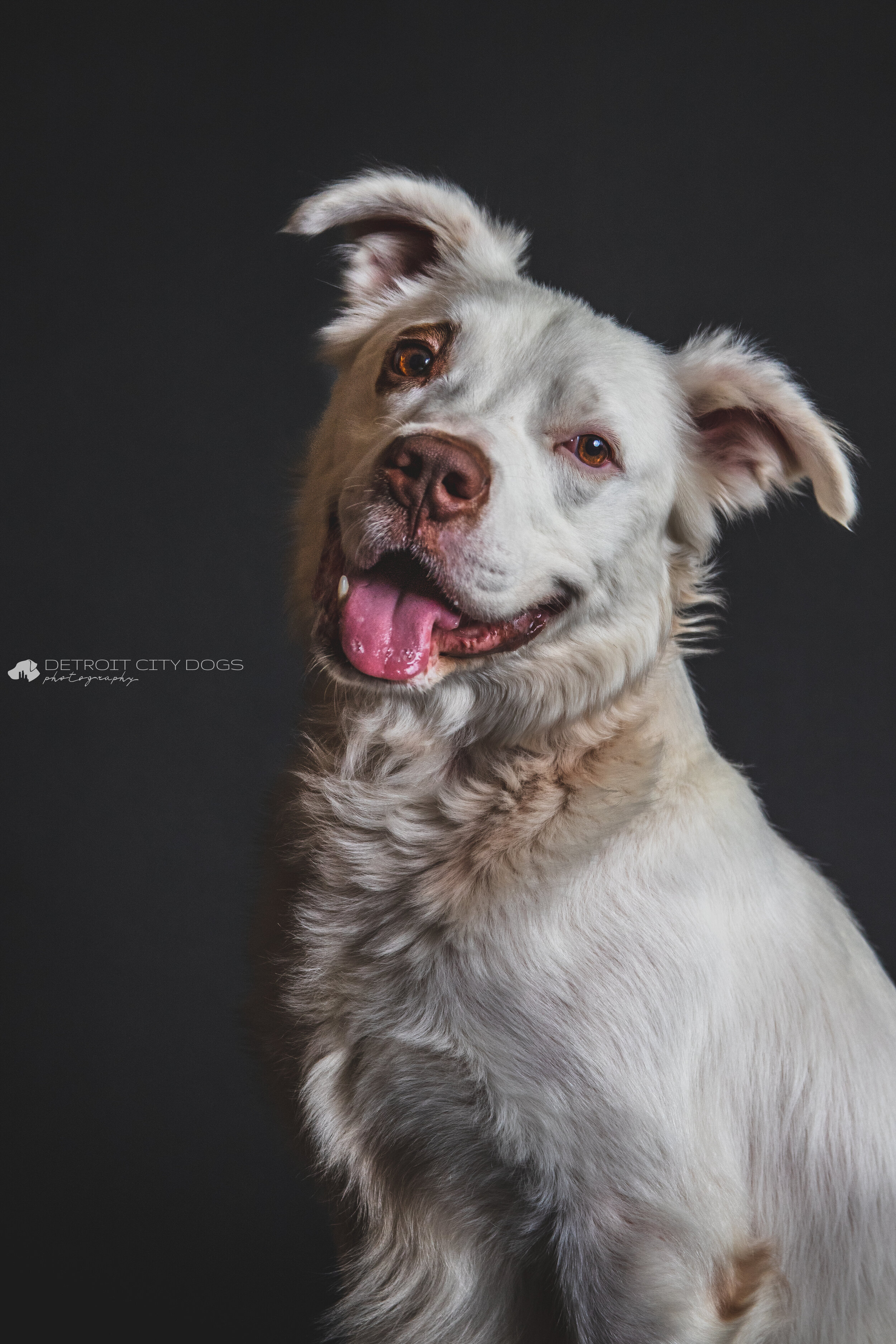 Portrait of white pit bull black background