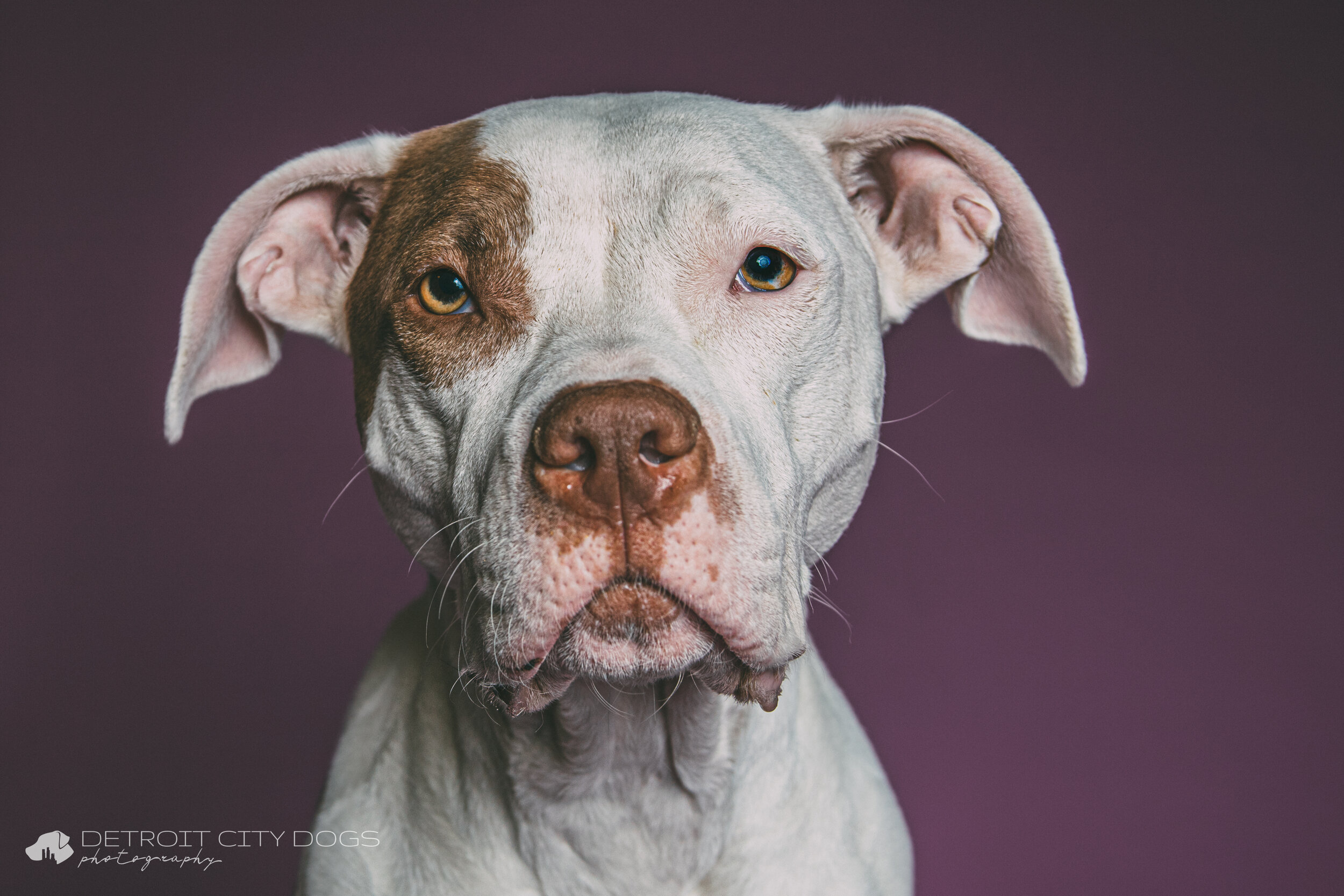 White and Tan pit bull with pink background