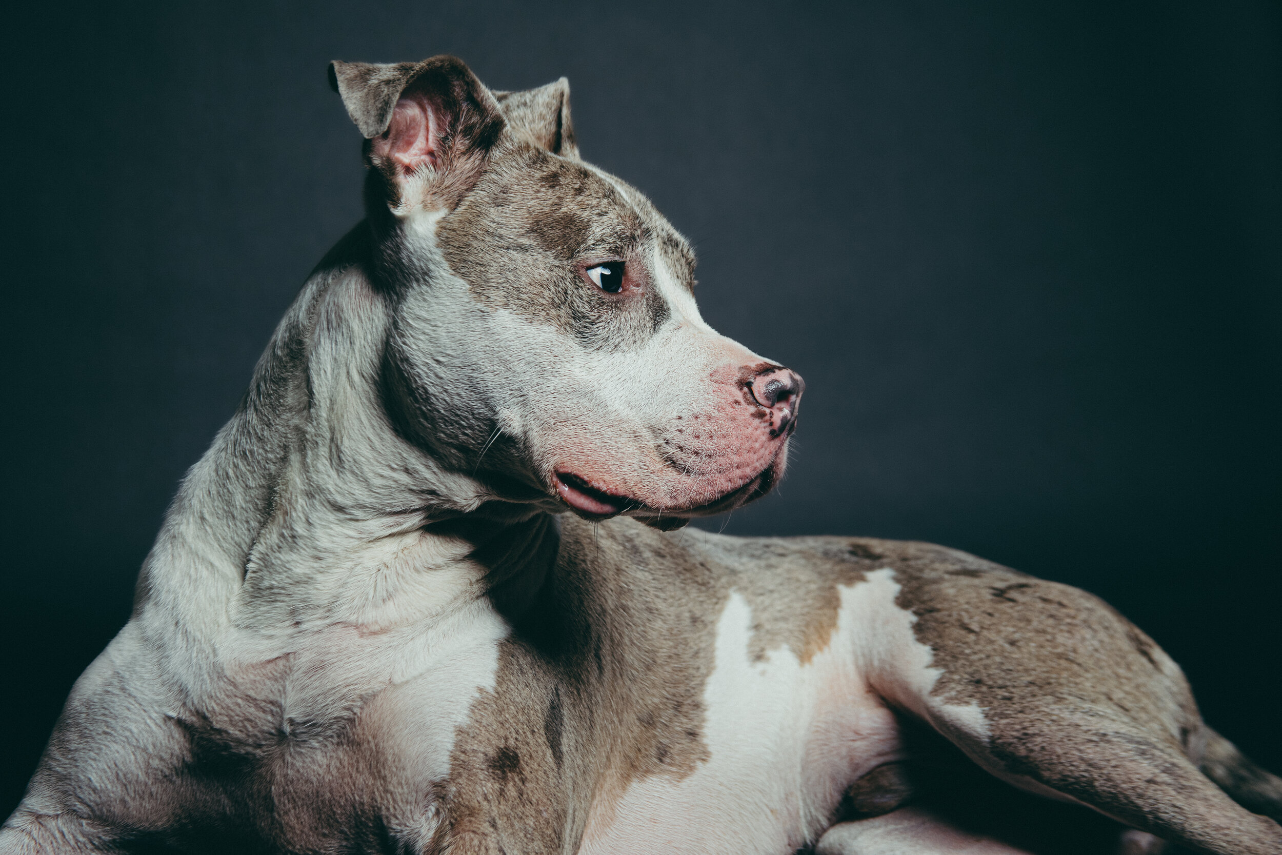 White and tan pitbull with black background