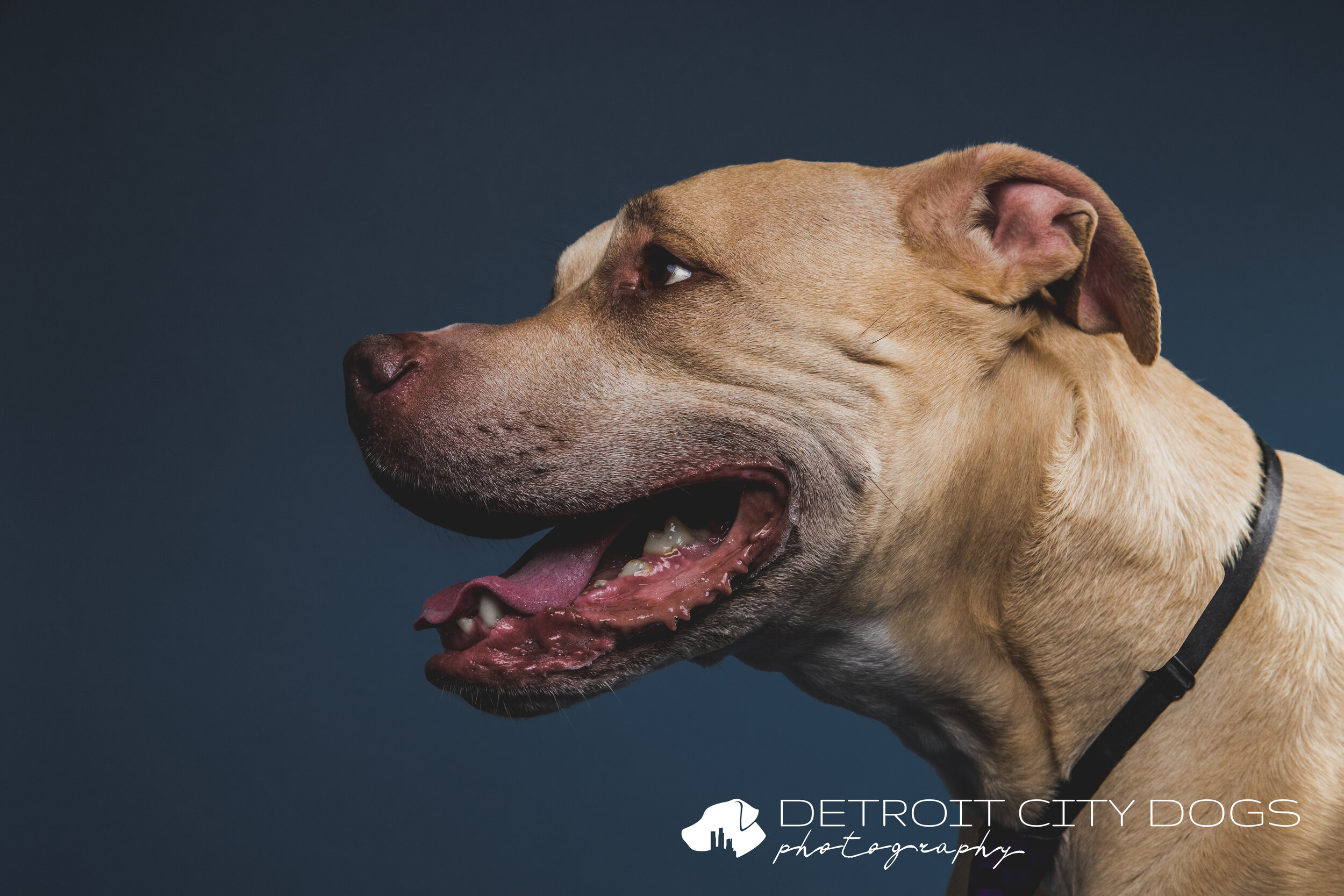 Yellow blonde pitbull with blue backdrop
