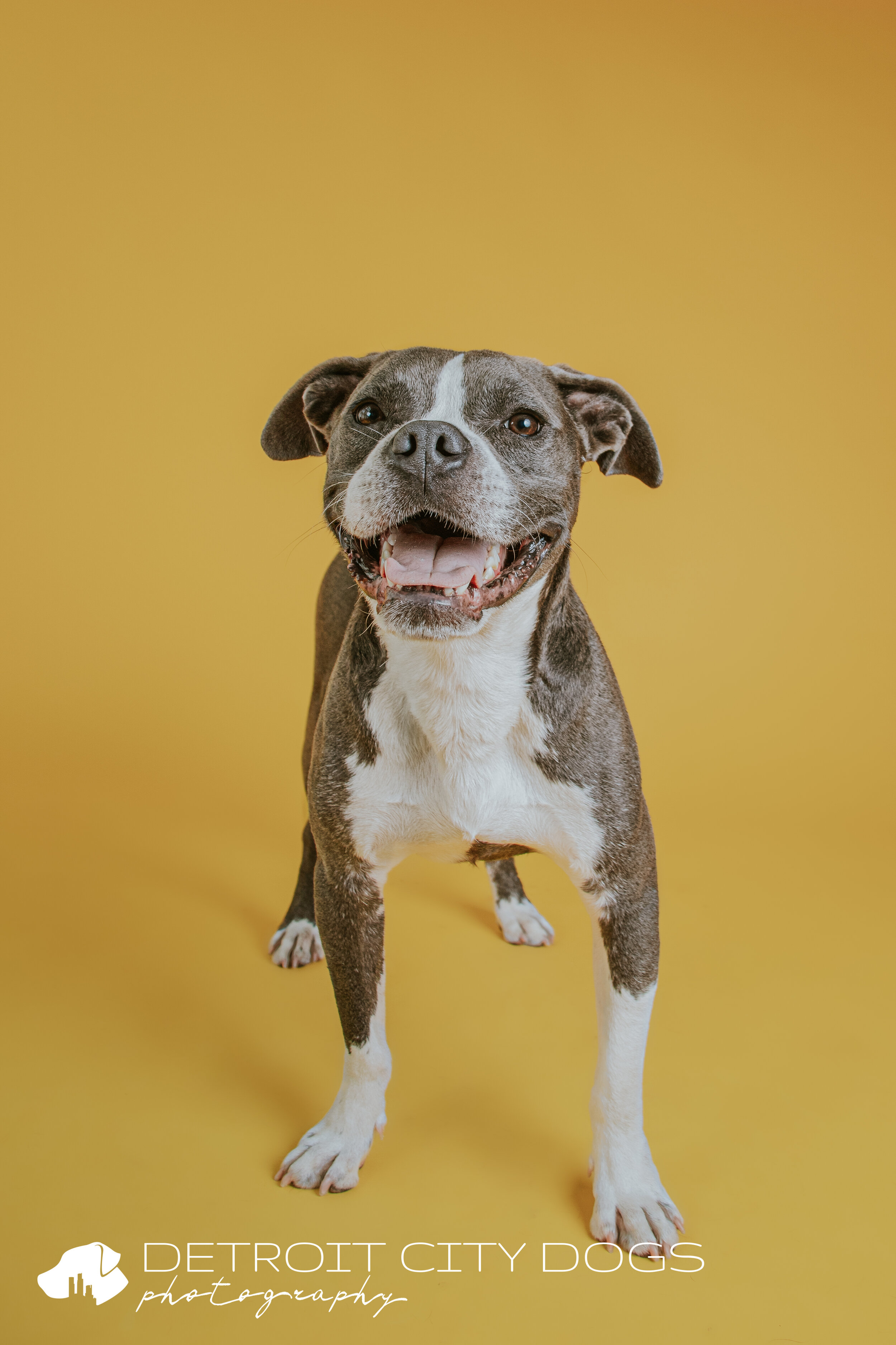 Yellow pit boxer mix with yellow background