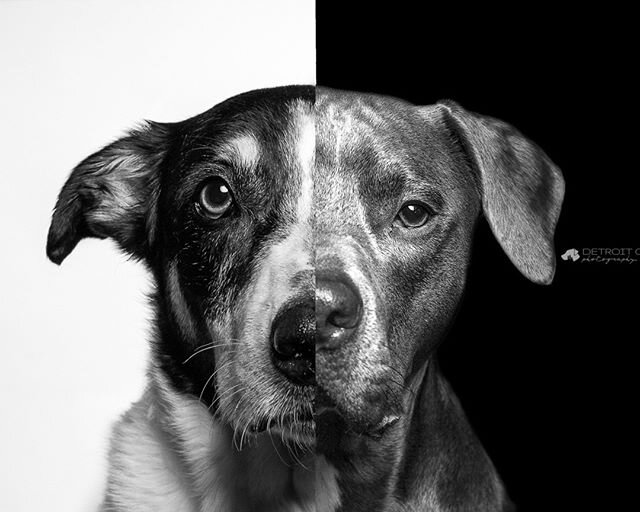 Week 7: Contrast. &quot;Jekyll and Hyde&quot;⠀⠀⠀⠀⠀⠀⠀⠀⠀
⠀⠀⠀⠀⠀⠀⠀⠀⠀
#52weekphotochallenge #contrast #blackandwhite #dogs #twodogs #faceoff #detroitdogs #dogsofdetroit #detroitcity #petphotography #petportraits #dogportrait #studiophotography #pitbull #b