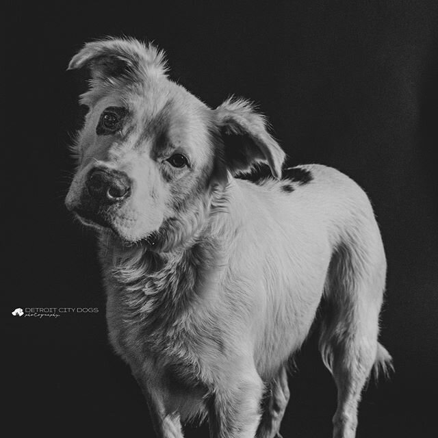 Arrrrrg, give me all the belly rubs, matey!⠀⠀⠀⠀⠀⠀⠀⠀⠀
⠀⠀⠀⠀⠀⠀⠀⠀⠀
#piratedog #eyepatch #forest #blackandwhite #studio #petphotographer #dogportrait #pibblemix #detroitdog #adopted #rescued #adoptdontshop #dogsofinstagram #pitbullsofinstagram