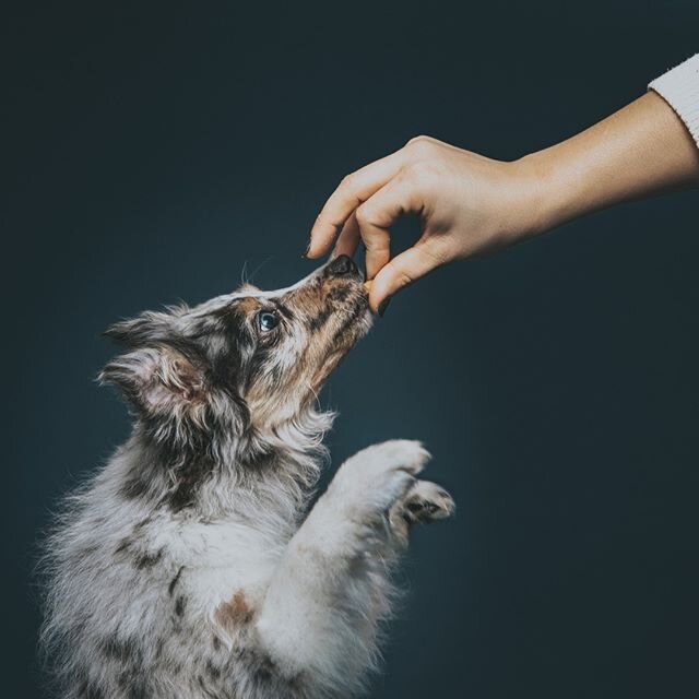 Gimme that treat hooman!⠀⠀⠀⠀⠀⠀⠀⠀⠀
⠀⠀⠀⠀⠀⠀⠀⠀⠀
#treats #dogtreats #perfection #rewards #cookies #aussie #aussiepuppy #tricolor #dog #studiophotography #petphotography #dogphotography #pawsup #tomthedog #tom