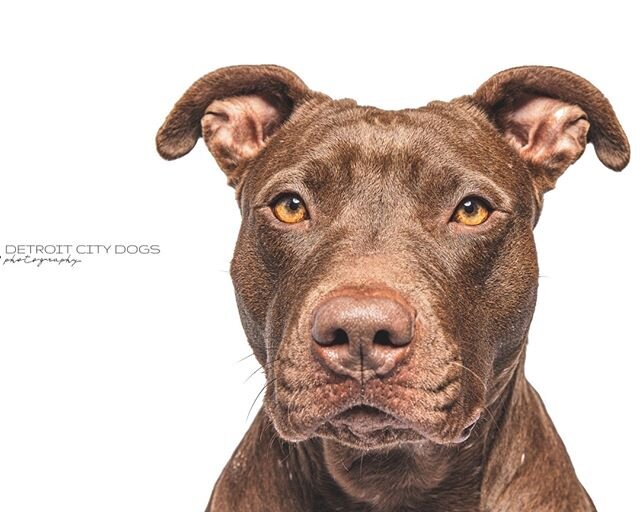 Adoptable cutie pie, Flora! Head over to www.detroitcitydogs.com/adoptables-blog/flora to learn more about her personality and to see more pictures of her cute face!⠀⠀⠀⠀⠀⠀⠀⠀⠀
⠀⠀⠀⠀⠀⠀⠀⠀⠀
# #studio #dogphotography #doginthestudio #whitebackdrop #studiop
