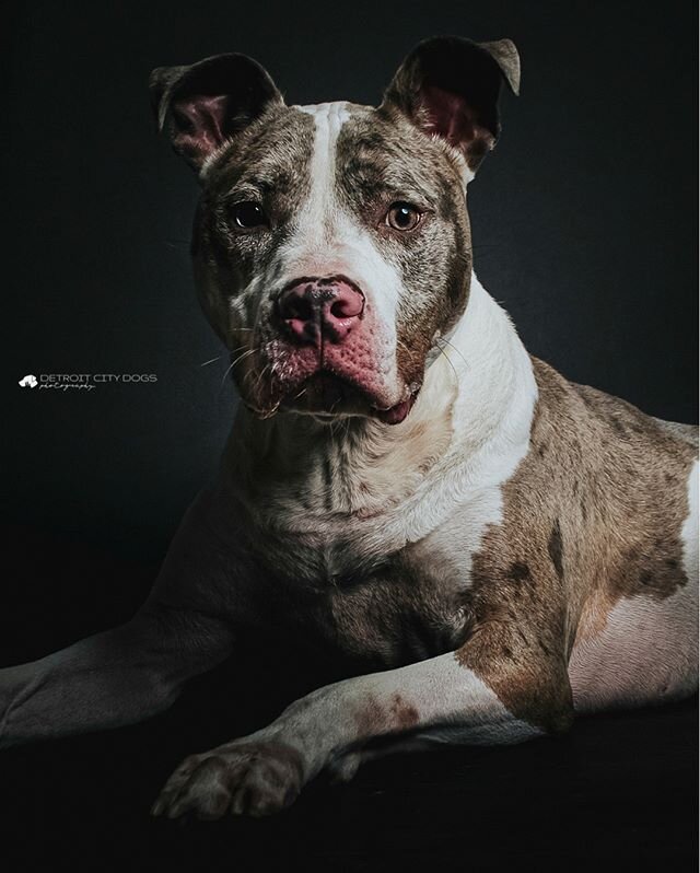 Dalton needs all the positive vibes, thoughts, and wishes he can get right now while he and his mom await biopsy results. We love you Dalton! &hearts;️⠀⠀⠀⠀⠀⠀⠀⠀⠀
⠀⠀⠀⠀⠀⠀⠀⠀⠀
#dalton #pibble #rescuedoggo #handsomedog #dogsofinstagram #detroit #bestboy #h