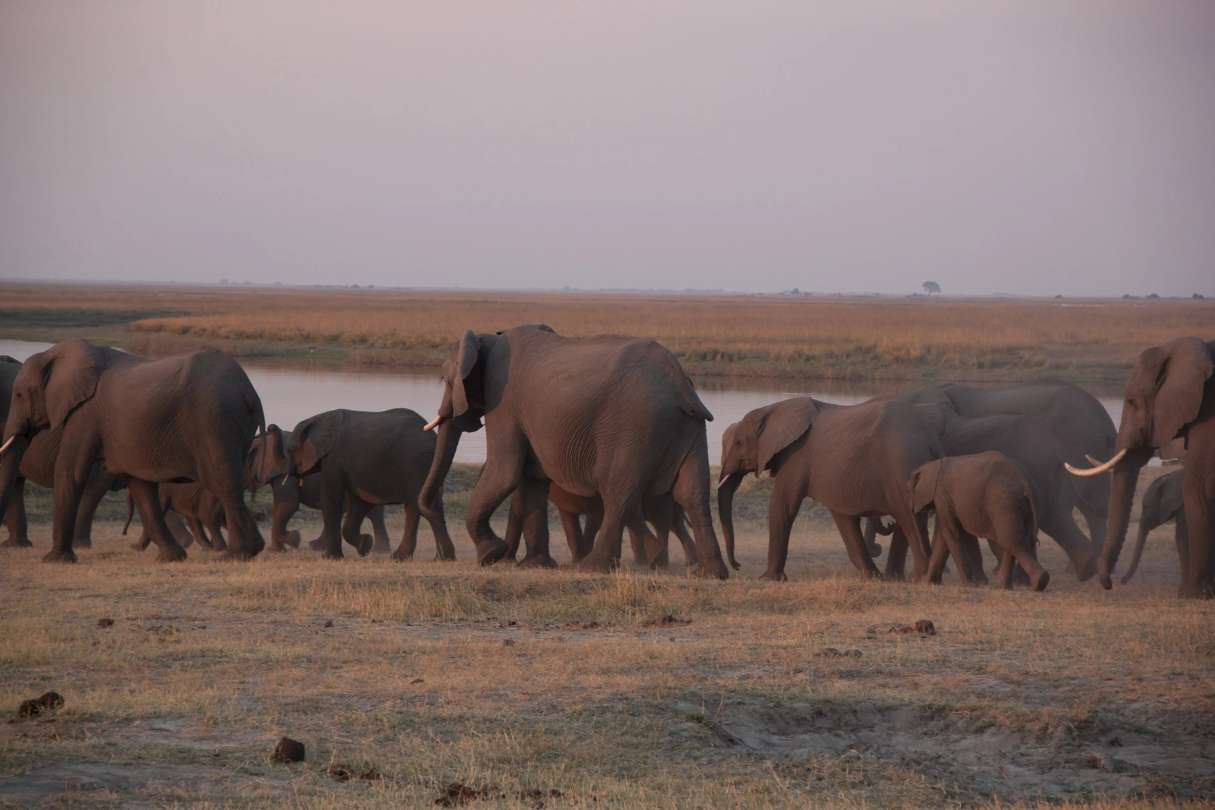 elephants going down to the river 1.JPG