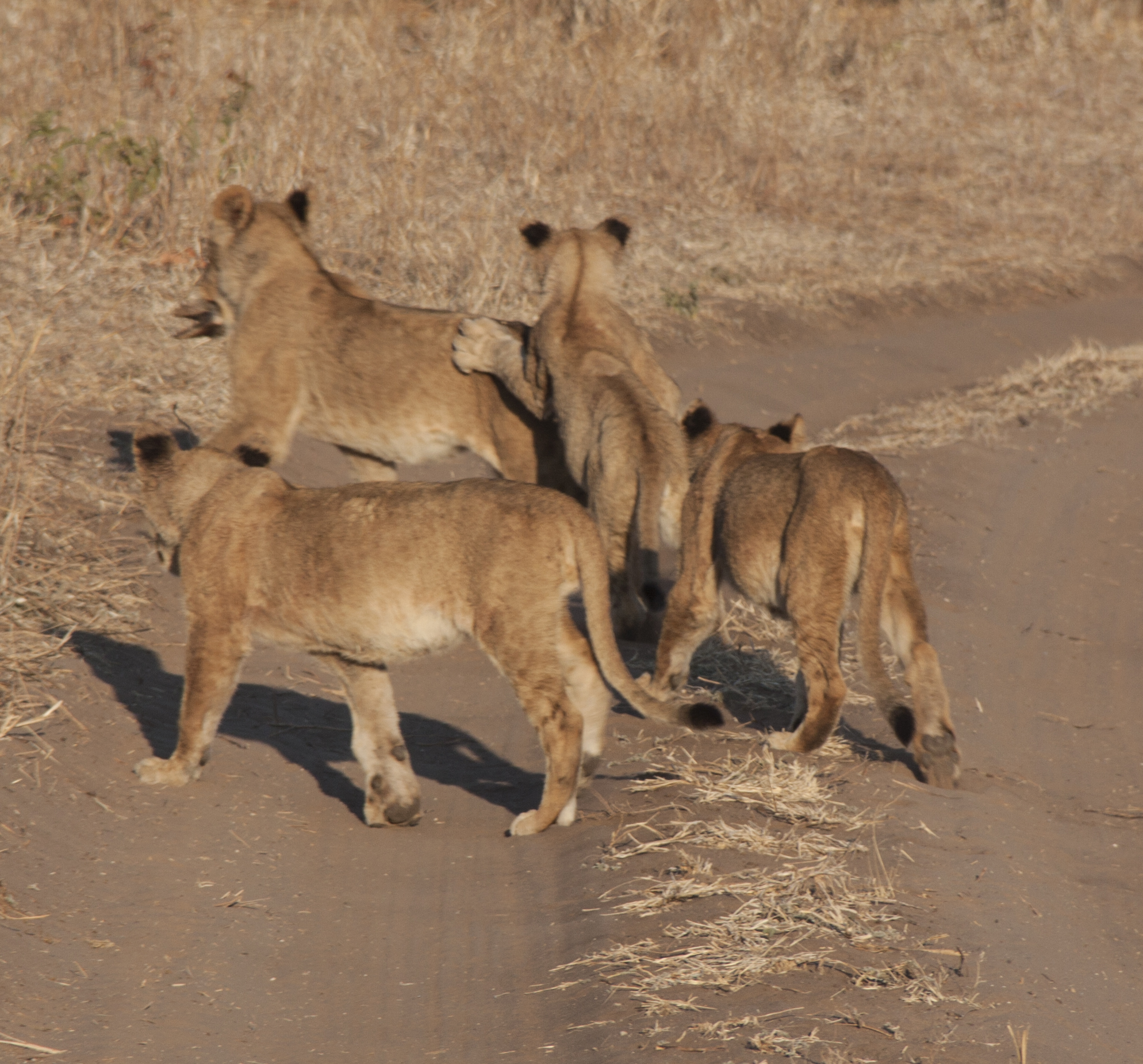 cubs crossing the road 2.JPG