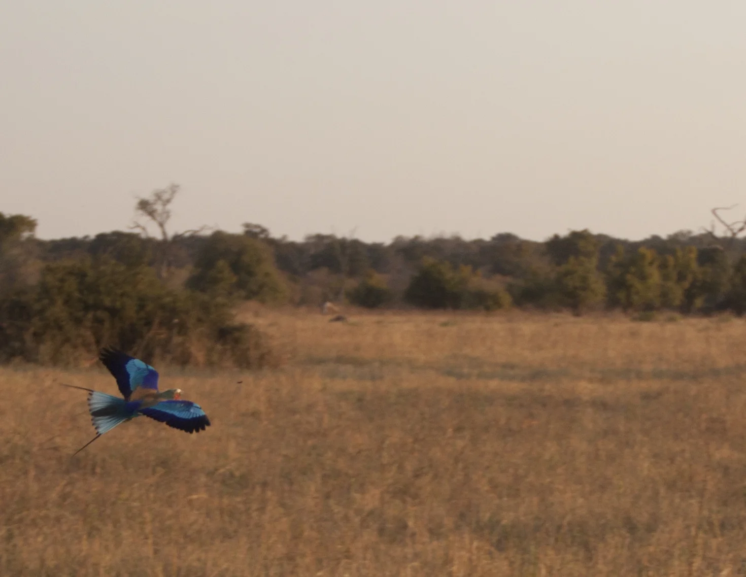 lilac breasted roller in flight 3.JPG
