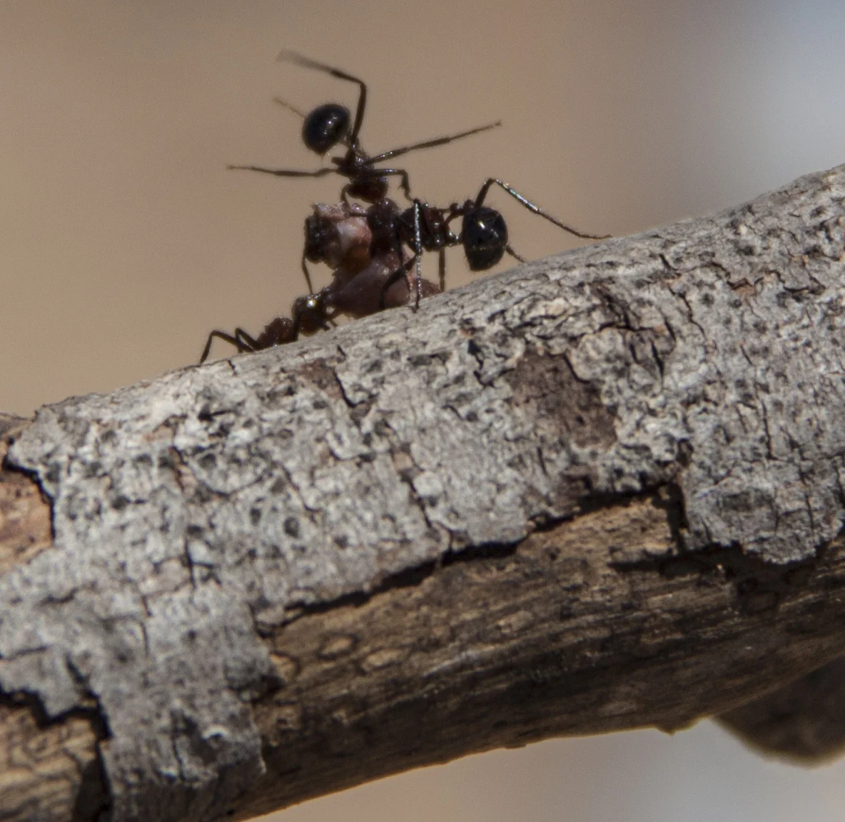 ants on a stick.JPG