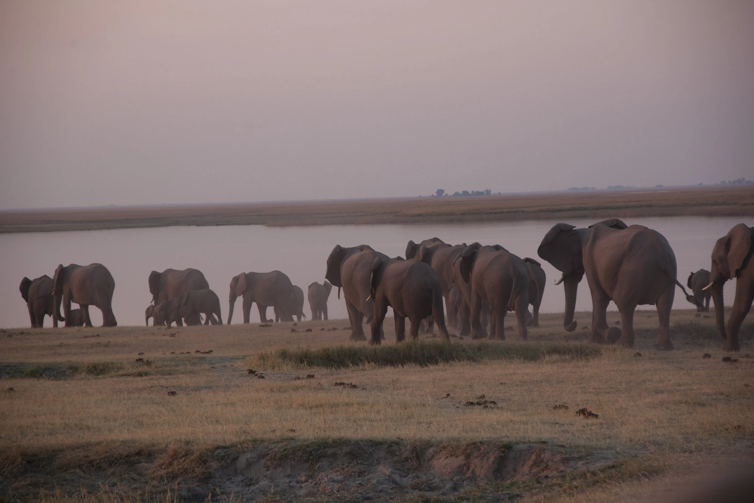 elephants going down to the river 5.JPG